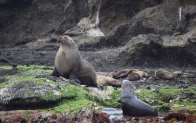 Portland, Victoria. Seal tour to Lawrence Rocks.